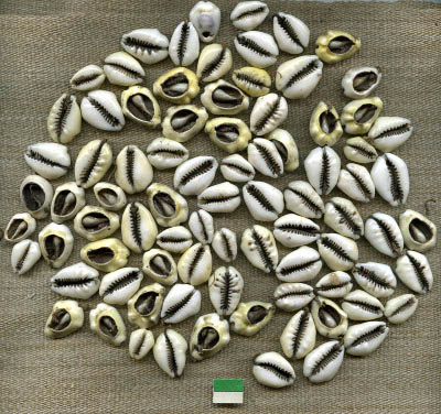 Раковины каури